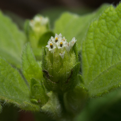 Blainvillea gayana