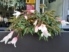 Begonia boliviensis