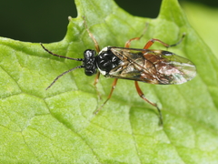 Aglaostigma aucupariae