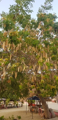 Albizia occidentalis
