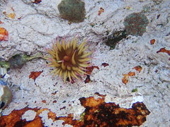 Pseudactinia