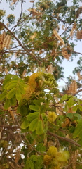 Albizia occidentalis