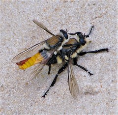 Eccritosia rubriventris