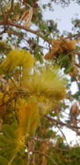 Albizia occidentalis
