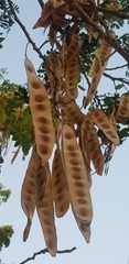 Albizia occidentalis