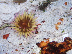 Pseudactinia