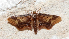 Idaea furciferata
