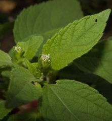 Blainvillea gayana