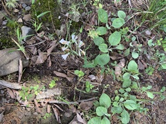 Penstemon arkansanus