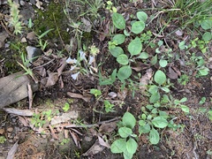 Penstemon arkansanus