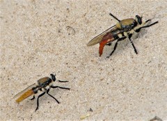 Eccritosia rubriventris