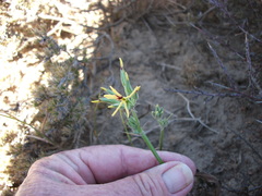 Pelargonium longifolium