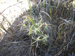 Pelargonium longifolium