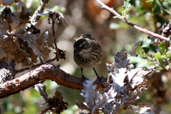 Sericornis maculatus
