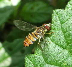 Toxomerus pulchellus