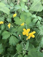 Chelidonium majus