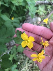 Chelidonium majus