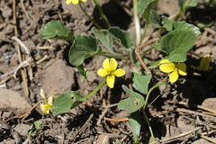 Viola praemorsa linguifolia