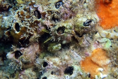 Apletodon