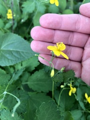 Chelidonium majus