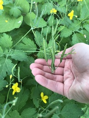 Chelidonium majus