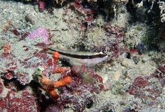 Gobius vittatus