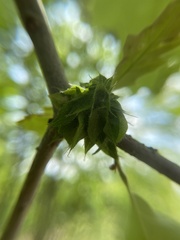 Dryocosmus floridensis