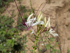 Tarenaya longicarpa