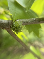 Dryocosmus floridensis