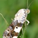 Exposed Bird Dropping Moth - Photo (c) skitterbug, some rights reserved (CC BY), uploaded by skitterbug