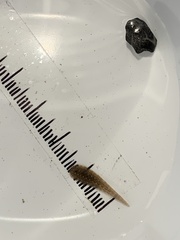 Glossiphonia complanata