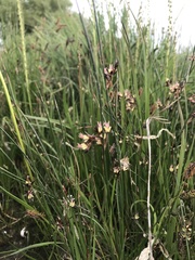 Juncus arcticus
