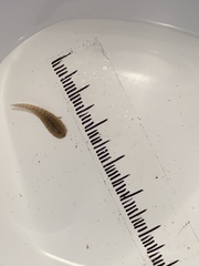 Glossiphonia complanata