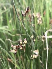 Juncus arcticus