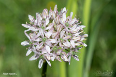 Allium nigrum