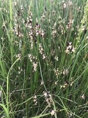 Juncus arcticus