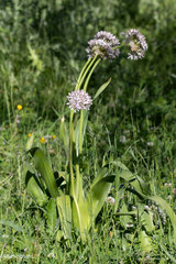 Allium nigrum