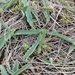 Euphorbia tuberosa - Photo (c) Donovan Kirkwood, alguns direitos reservados (CC BY-NC), uploaded by Donovan Kirkwood