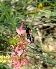 Zygaena oxytropis