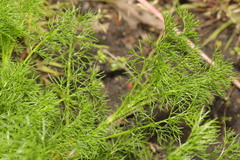 Matricaria discoidea