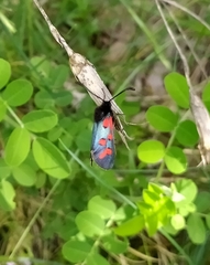 Zygaena oxytropis
