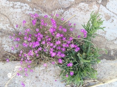 Spergularia purpurea