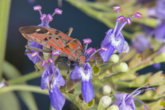 Spilostethus pandurus
