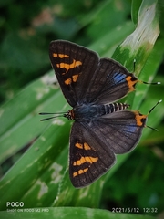 Cigaritis schistacea