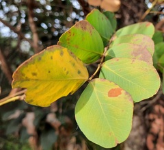Stryphnodendron adstringens