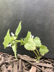 Lamium purpureum
