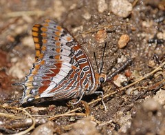 Charaxes saturnus