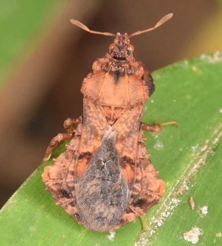 Phymata noualhieri