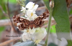 Calydna venusta venusta