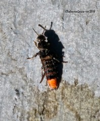Platydracus incognitus